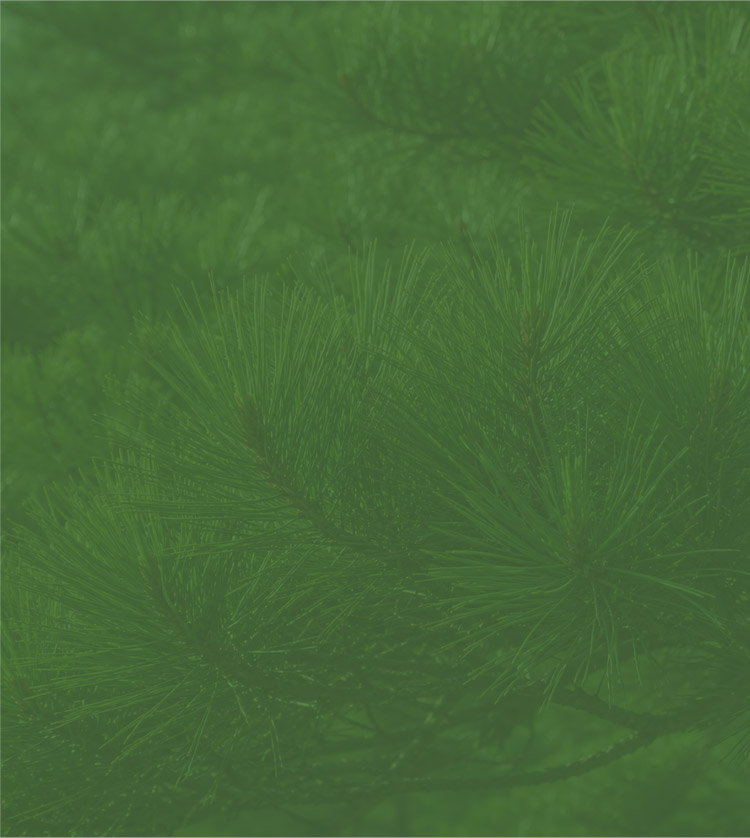 PINE TREE