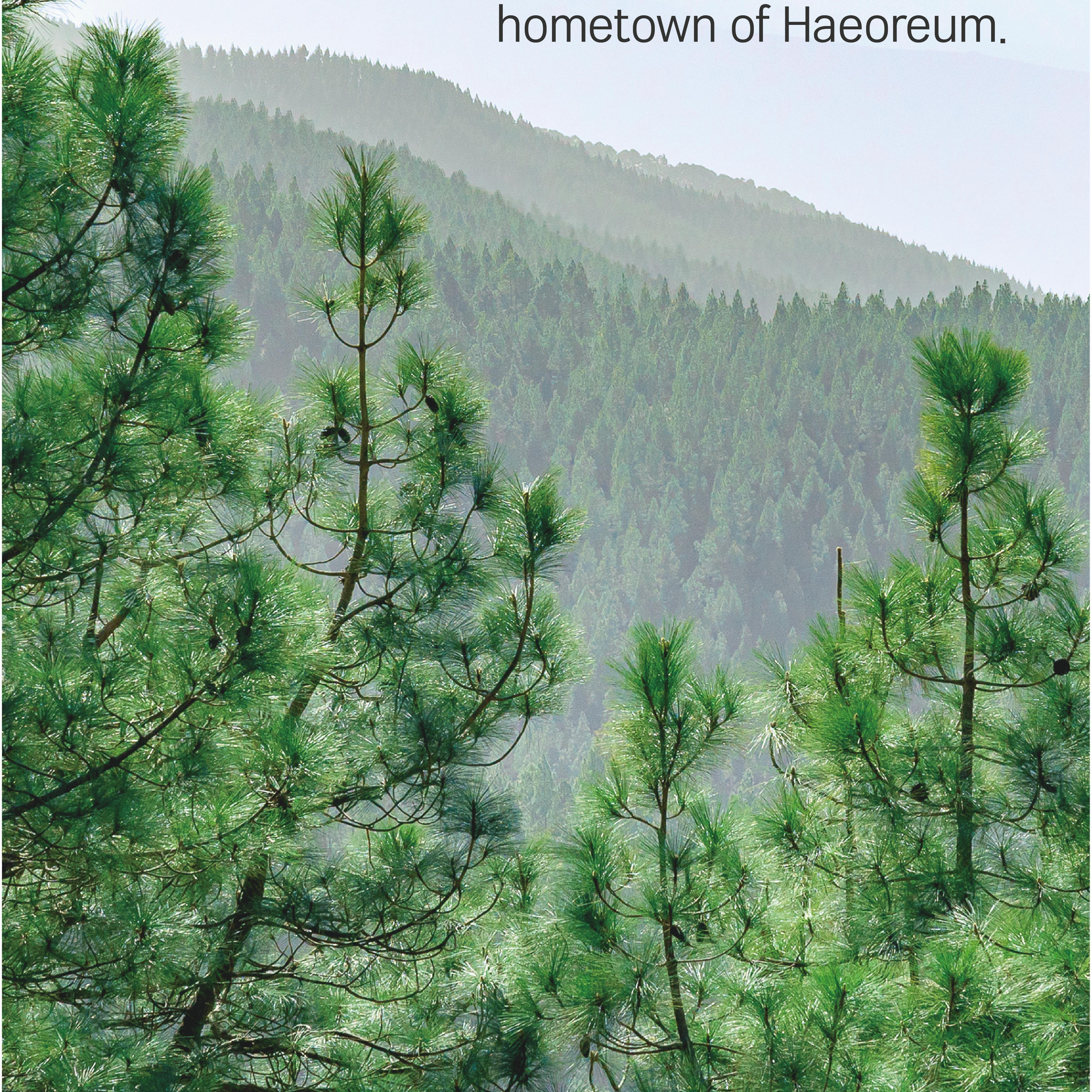 りんか シーラボ 3点セット ROUND LAB Pine Calming Cica Cleanser 100ml Double Pack | OLIVE