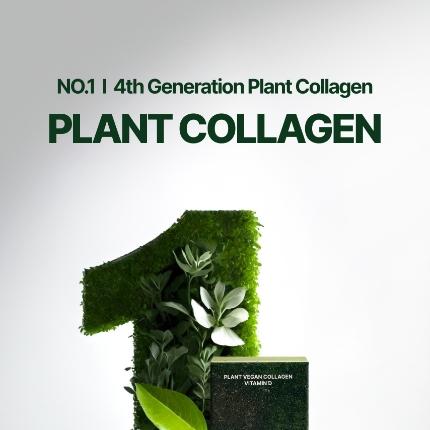 ikea monstera variegata Monstera Deliciosa Swiss Cheese Plant House Plant – Plants For All Seasons